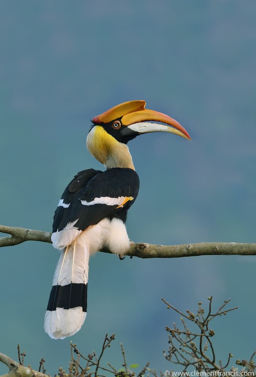 Great_Hornbill_female-1 (2)